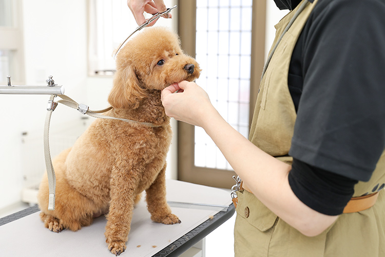 ワンちゃんファーストの施術方針