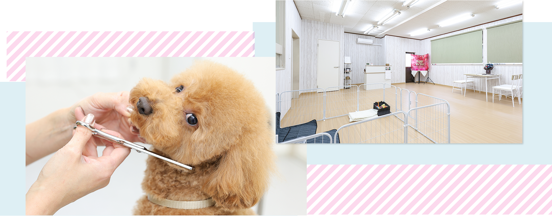 Dog Salon Chipie