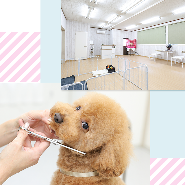 Dog Salon Chipie