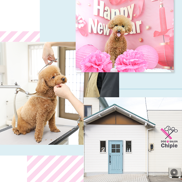 Dog Salon Chipie